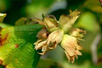 Corylus avellana 'Kentish Cob' - Hazel in September