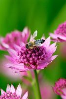 Bee on Astrantia major 'Roma'