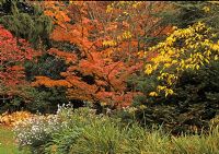 Acer shirasawanum in Autumn colour