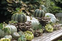 Display of Autumn pumpkins including Cucurbita 'Mongogo de Guatemala',  Cucurbita 'Jarradale' and Cucurbita 'Jaune et Vert' 
