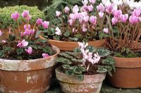 Cyclamen hederifolium, syn Cyclamen neapolitanum in containers