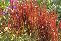 Imperata cylindrica 'Red Baron' - Blood Grass in Autumn