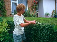 Lady cutting Ligustrum ovalifolium - Privet hedge with shears