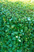 Ligustrum ovalifolium - Privet hedge 