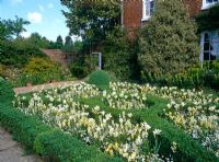 Tulipa and Erysimum with box hedges  