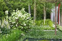 Viburnum opulus 'Roseum' and Digitalis 'Saltwood Summer' in 'A Tribute To Linnaeus' garden - Chelsea 2007 