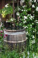 Water butt in informal garden with Rosa 'Rambling Rector' - 'Fetzer Sustainable Winery garden', Chelsea 2007  