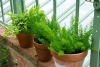 Ferns in pots on windowsill in greenhouse -Chelsea 2007 
