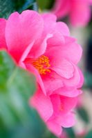 Camellia x williamsii 'Mirage'