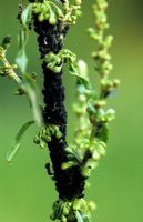Black aphids on stem of dock