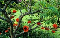 Papaver orientale 'Allegro' - oriental poppy growing under Rhus typhina - lifted Sumac with lichen on branches