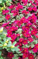 Primula vulgaris 'Tawny Port'