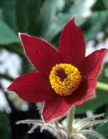 Pulsatilla vulgaris 'Rode Klokke' - Pasque flower 