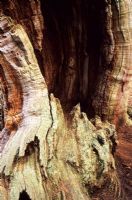 Quercus robur - Hollow common oak 