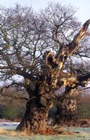 Quercus - Ancient oak tree in winter, Windsor Great Park, Surrey 