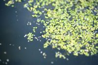 Lemna minor - Duckweed growing on a small garden pond