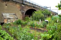 Vegetable plots on an allotment in East End of London 