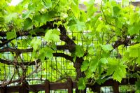 Grapevine growing outdoors on a London allotment