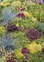 Foliage effect - Carpet planting of grasses, herbs and succulents - Hampton Court 2007