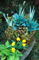 Spring foliage container with Iris laevigata 'Variegata', Hosta 'Halcyon' and Epimediums