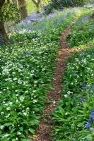 Path through Allium ursinum and Hyacinthoides non-scriptus - West Prawle Wood, Devon 