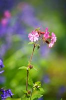Silene dioica - Red Campion 