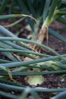 Alliums cepa 'Sturon' - Row of onions showing signs of readiness for lifting 
