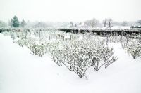 Rose garden under snow