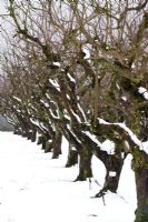 Orchard in snow, Wisley