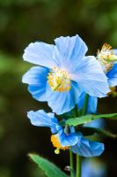 Meconopsis Betonicifolia - Himalayan Blue Poppy