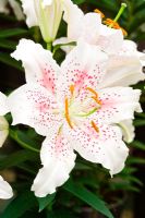 Lily Muscadet, Oriental hybrid