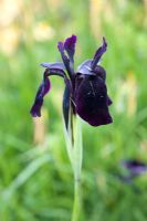 Iris chrysographes 'Black Knight'