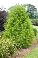 Sciadopitys verticillata - Umbrella Pine -  Ken-Caro Gardens, Cornwall