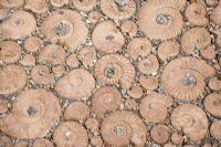 Manufactured 'Ammonites' as paving - The Eden Project