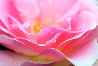 Rose petals of Rosa Jenny's Rose syn Rosa 'Cansit'