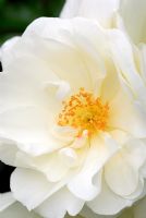 Rosa 'Flower Carpet White' syn Rosa 'Noaschnee' AGM