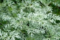 Artemisia absinthium 'Lambrook Silver' AGM