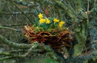 Man made birds nest lined with moss and planted with Narcissus 'Midget'. 