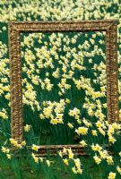Ornate picture frame provides the perfect composition in a field full of Narcissus 'Ice Follies' - Groombridge Place, Kent.