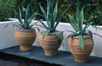 Cretan pots planted with Agave americana -Minimalist garden