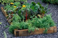 Raised vegetable bed with chard - Beta vulgaris 'Bright Lights', carrots 'Feria' and Calendula