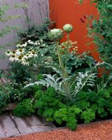 City roof terrace garden with Cynara scolymus 'Green Globe', Petroselinum crispum, Lathyrus odoratus 'Black Knight' and Echinacea 'White Swan'