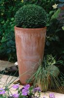 Tall terracotta container planted with Buxus - box ball, London