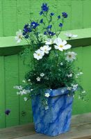 Marbled pot planted with white Cosmos, Nierembergia scoparia 'Mont Blanc' and Delphinium 'Dephix'