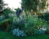 White and Blue themed border with Centranthus, Delphiniums, Epilobium and Hebe rakiensis