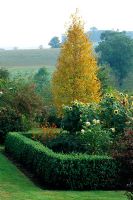Helianthus, Cosmos 'Bright Lights', Betula ermanii and Buxus edging - Lower Parterre in Autumn 