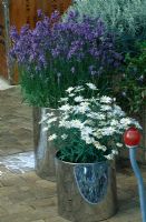 Marguerites and Lavandula in galvanised metal containers with mirrored reflections - Tatton Park 2002