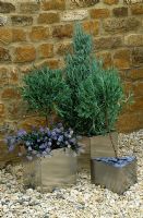 Silver containers planted with Ceanothus thyrsiflorus repens and clipped lavender