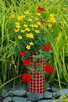 Red mosaic tube container planted with Bidens 'Yellow Breeze' and Verbena 'Sunmarisu'