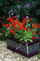 Purple mosaic container planted with Primula capitat ssp mooreana, Mimulus and Heuchera 'Velvet Nights'